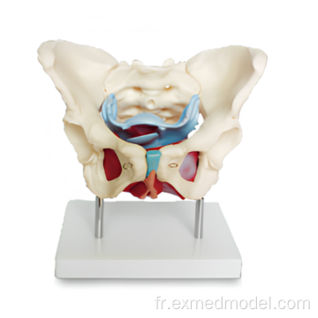 Muscles et organes du bassin femelles